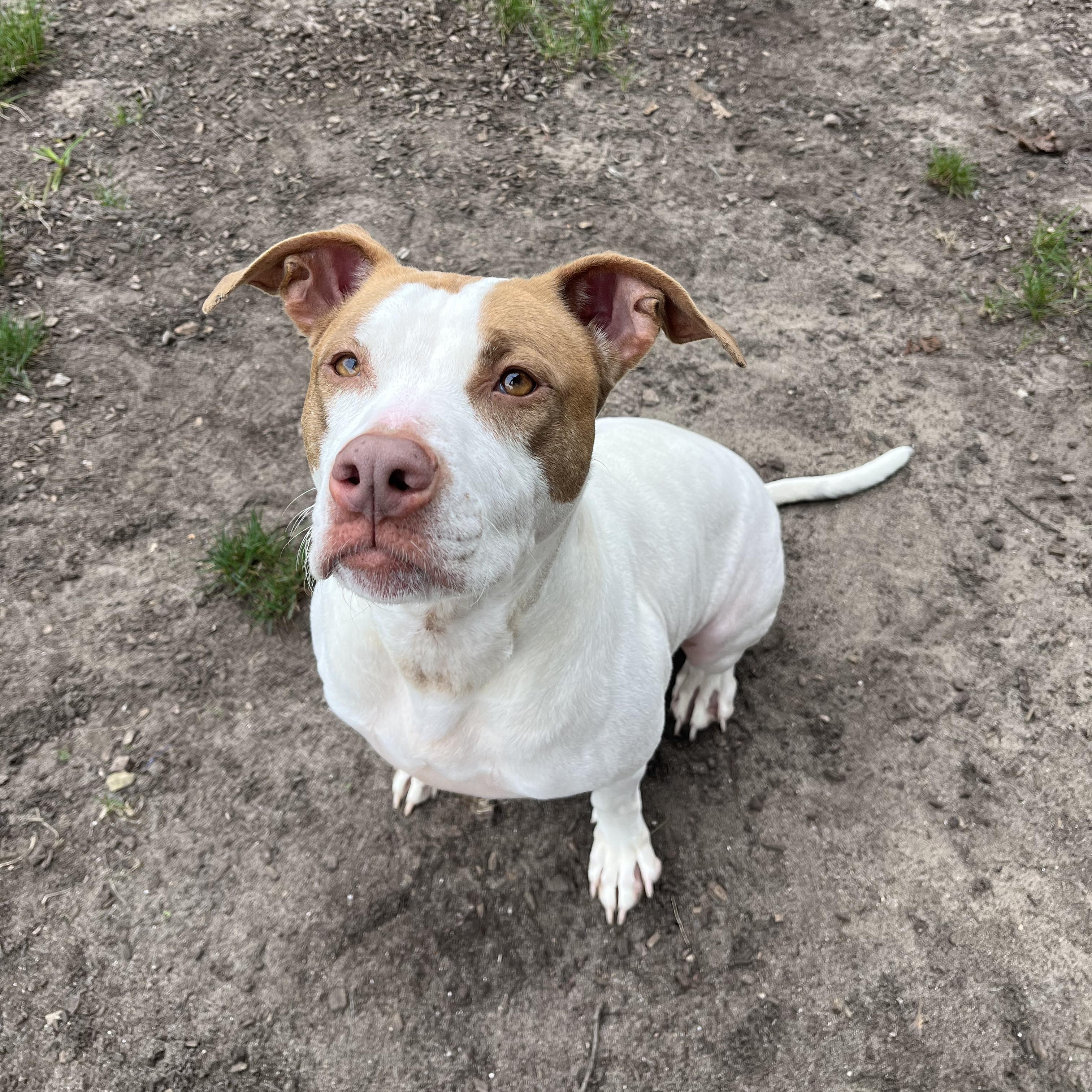 Oprah, Adoptable, Adult Female Mixed Breed.