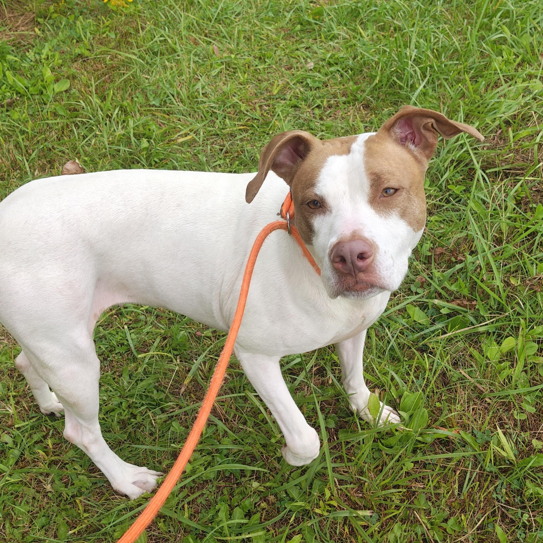 Enlarge Oprah, a Adoptable Mixed Breed in Mount Pleasant, MI image 4/4