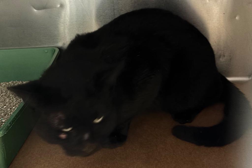 Gumpo, Adoptable, Adult Male Domestic Short Hair.