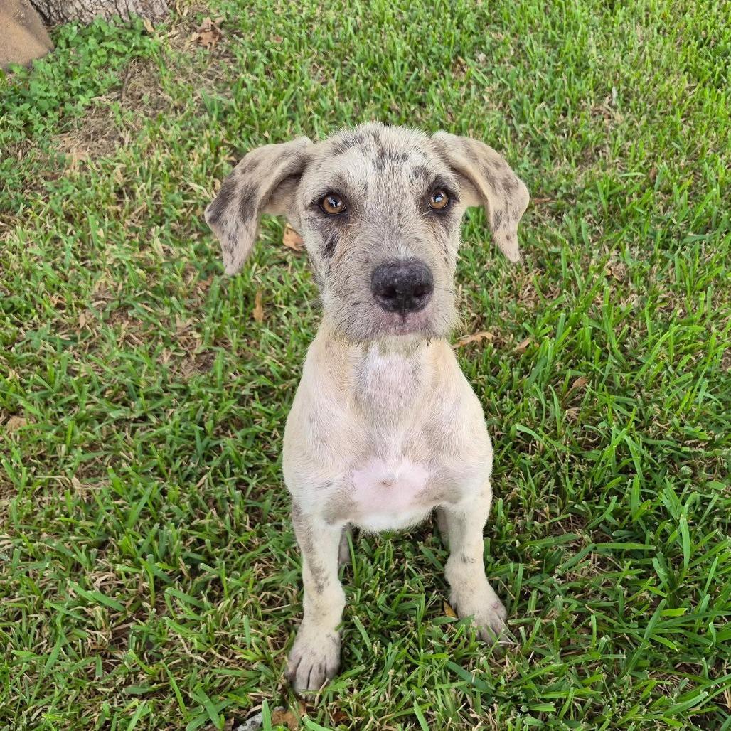 Ronald D12619, Adoptable, Puppy Male Catahoula Leopard Dog & Schnauzer.
