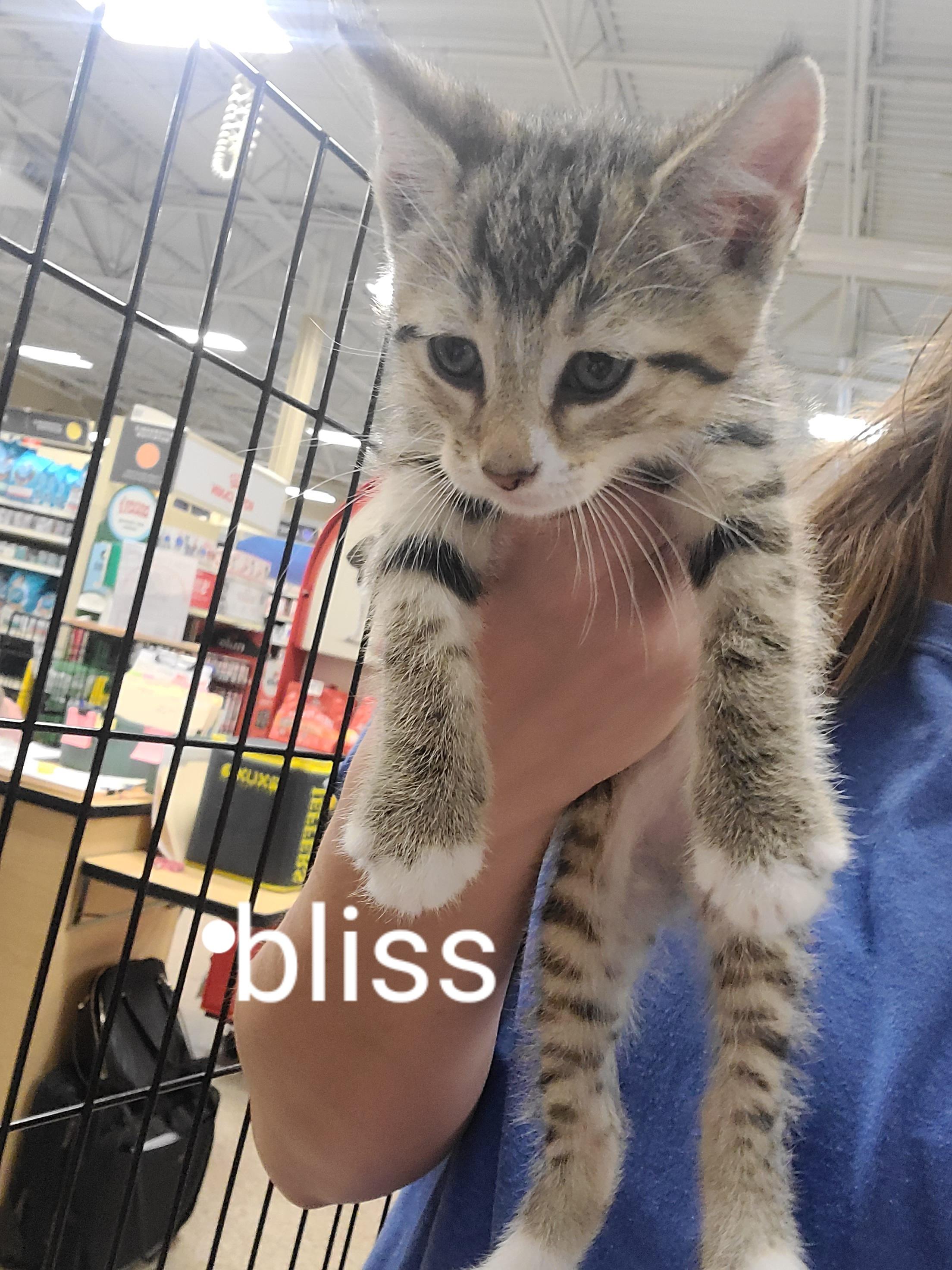 Enlarge Bliss, a Adoptable Domestic Short Hair in Gerrardstown, WV image 1/1