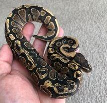 Baby, Young Unknown Ball Python