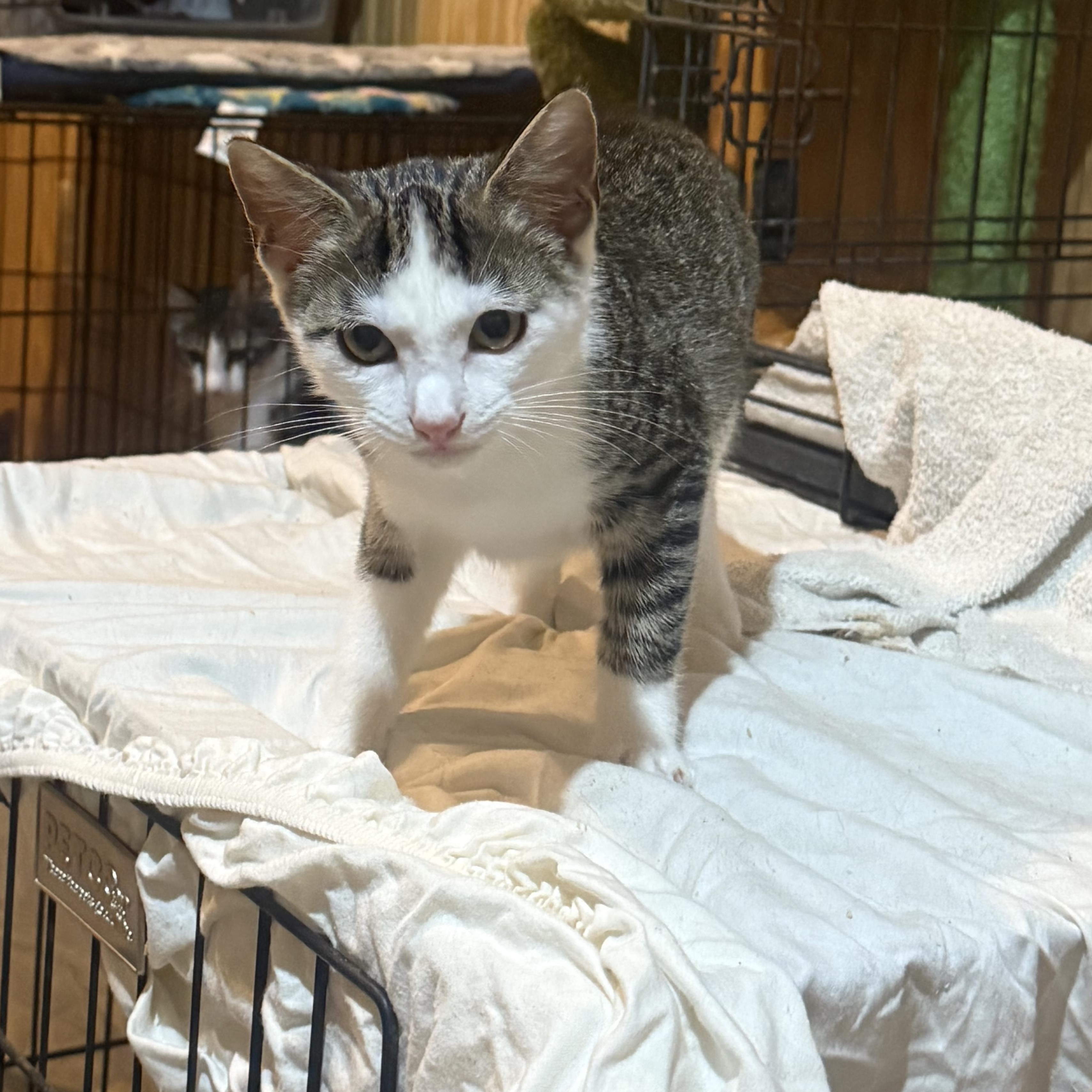 Enlarge Pj, a Adoptable Domestic Short Hair in Anna, TX image 1/1