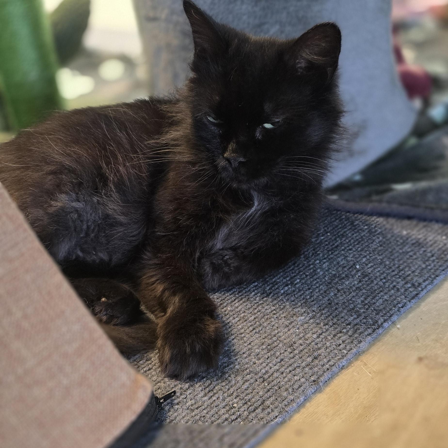 Enlarge Saphire, a ADOPTABLE mixed breed in Petersburg, IN image 1/2