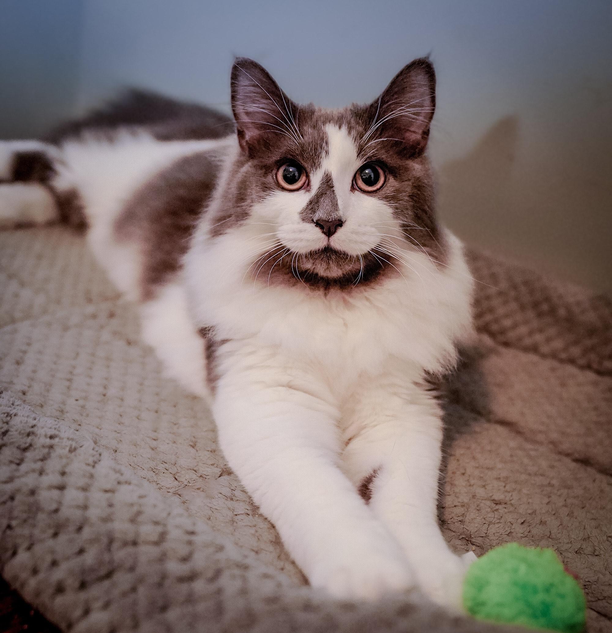 Blue Jay, adoptable, Young Male Domestic Medium Hair.