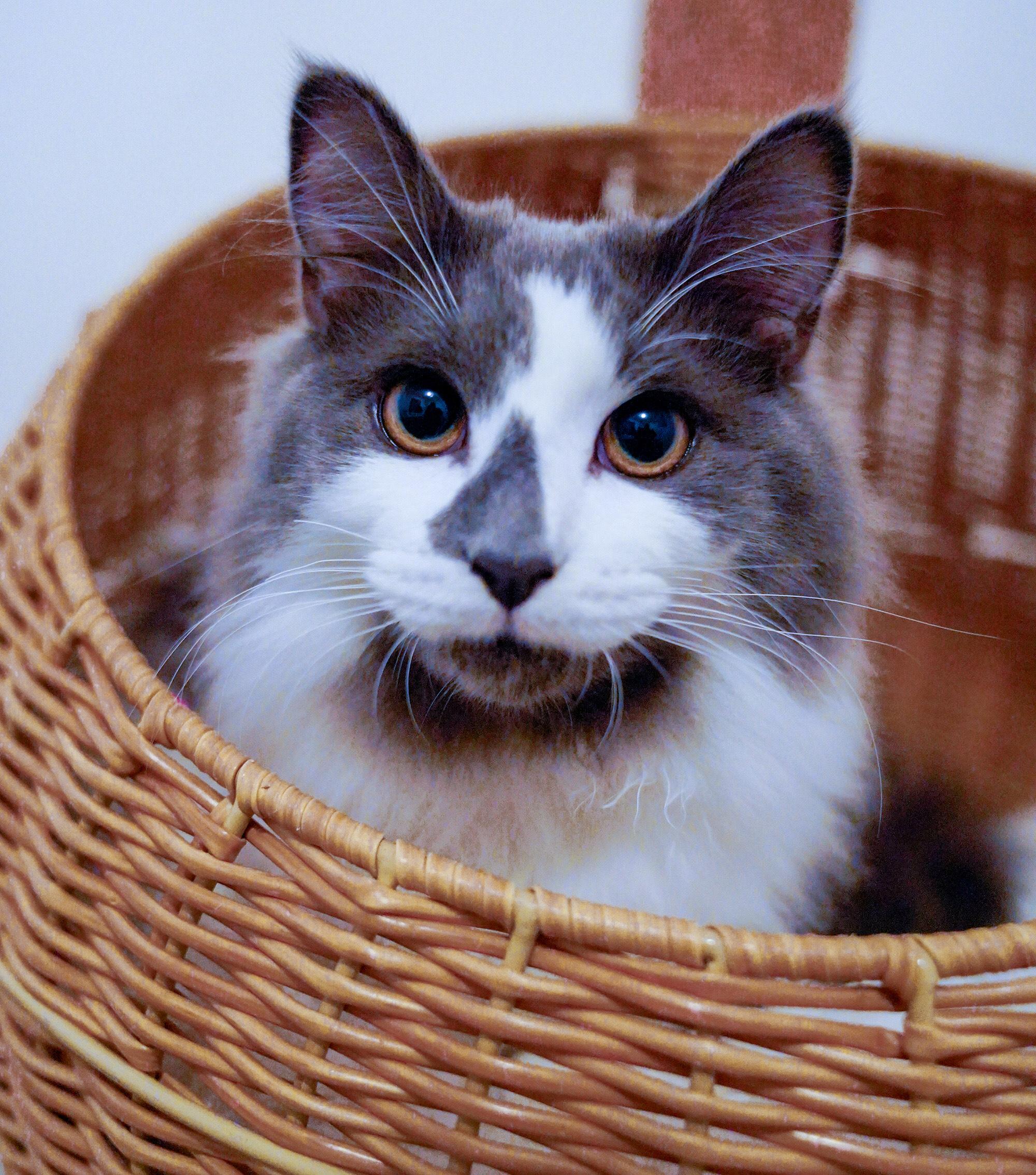 Enlarge Blue Jay, an adoptable Domestic Medium Hair in Hixson, TN image 2/4