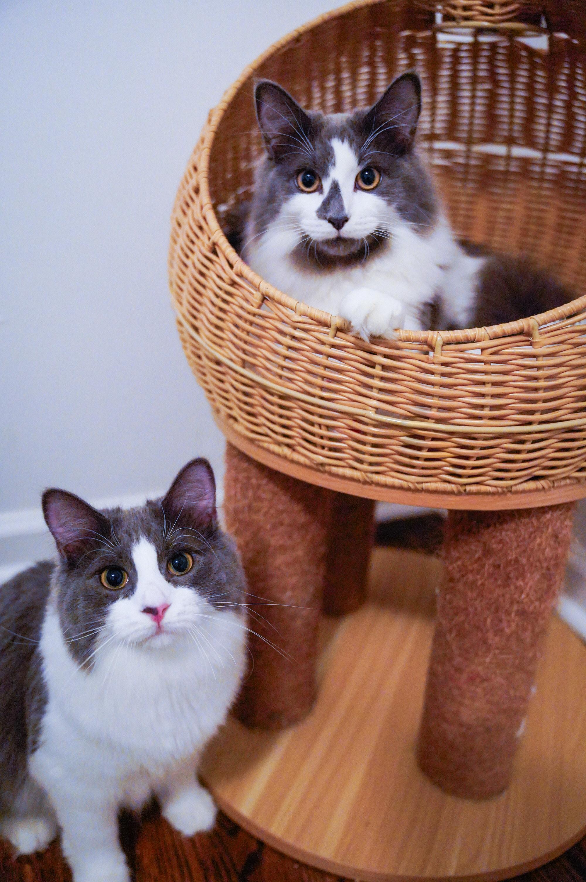 Enlarge Blue Jay, an adoptable Domestic Medium Hair in Hixson, TN image 3/4