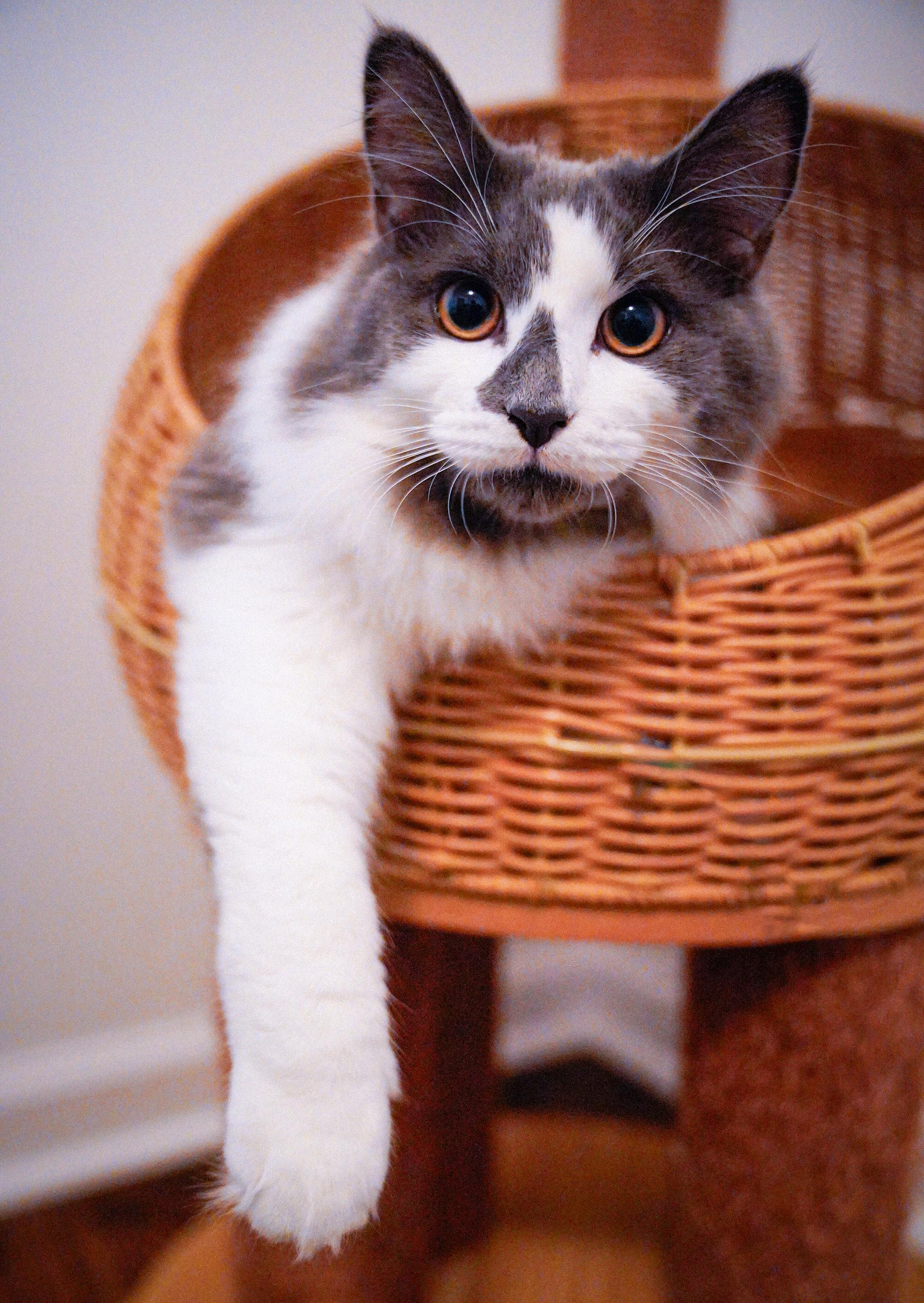 Enlarge Blue Jay, an adoptable Domestic Medium Hair in Hixson, TN image 4/4
