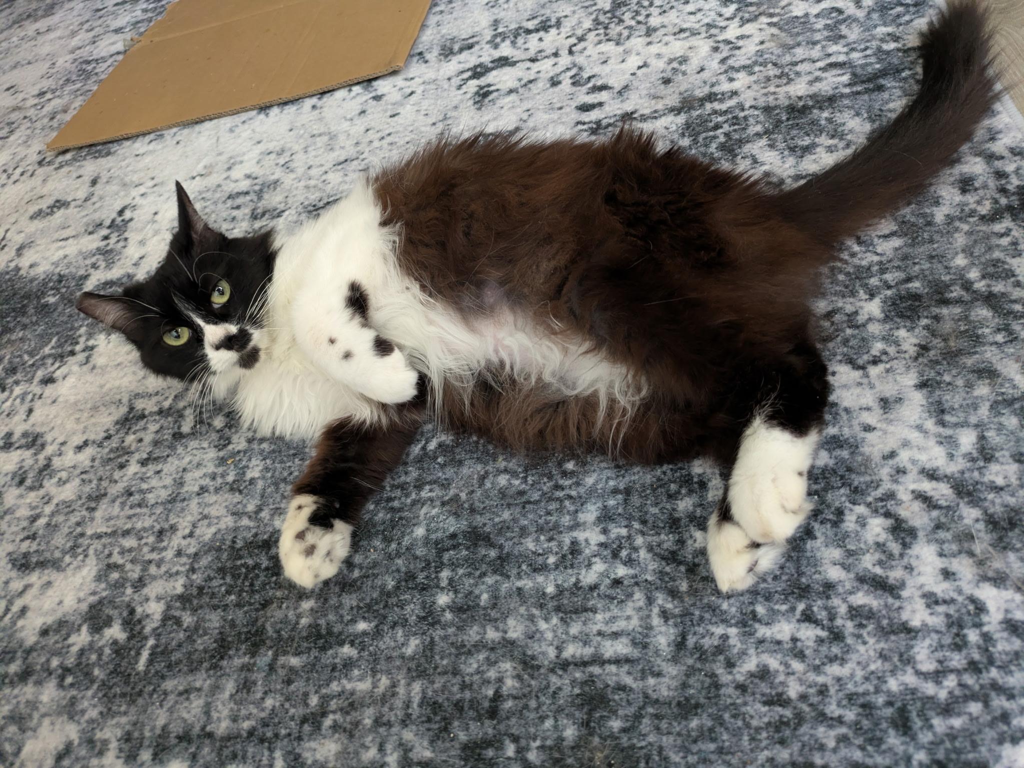 Moonlight, a ADOPTABLE Domestic Long Hair in San Francisco, CA image 6/6