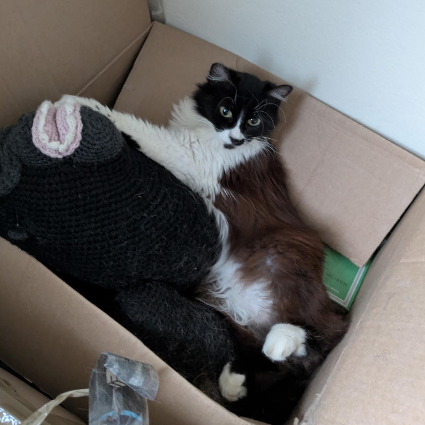 Moonlight, a ADOPTABLE Domestic Long Hair in San Francisco, CA image 2/6