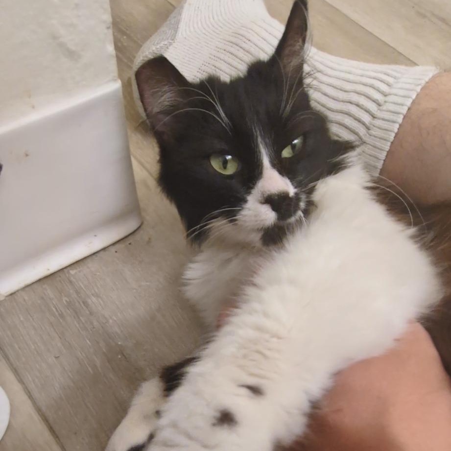 Moonlight, a ADOPTABLE Domestic Long Hair in San Francisco, CA image 3/6