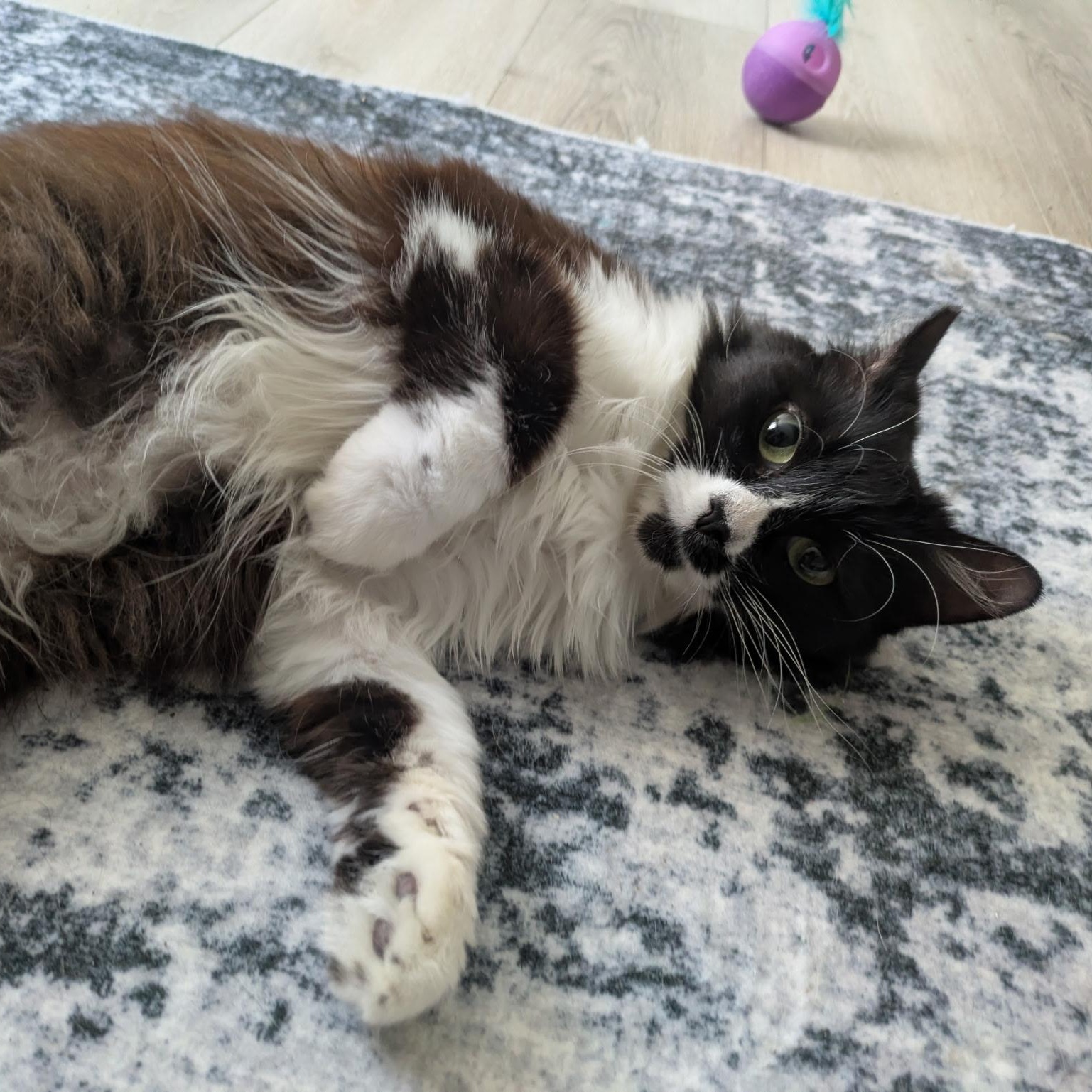Moonlight, ADOPTABLE, Young Female Domestic Long Hair.