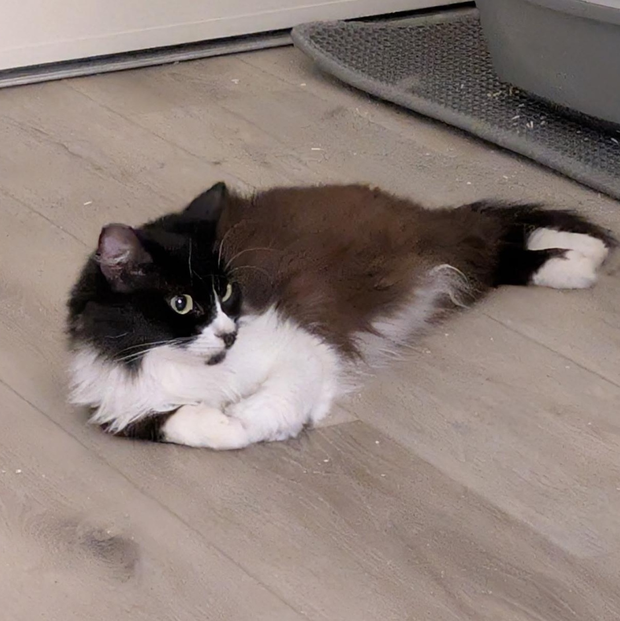 Moonlight, a ADOPTABLE Domestic Long Hair in San Francisco, CA image 5/6