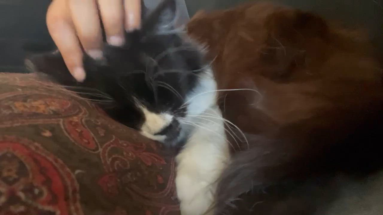 Enlarge Moonlight, a ADOPTABLE Domestic Long Hair in San Francisco, CA video 4/6