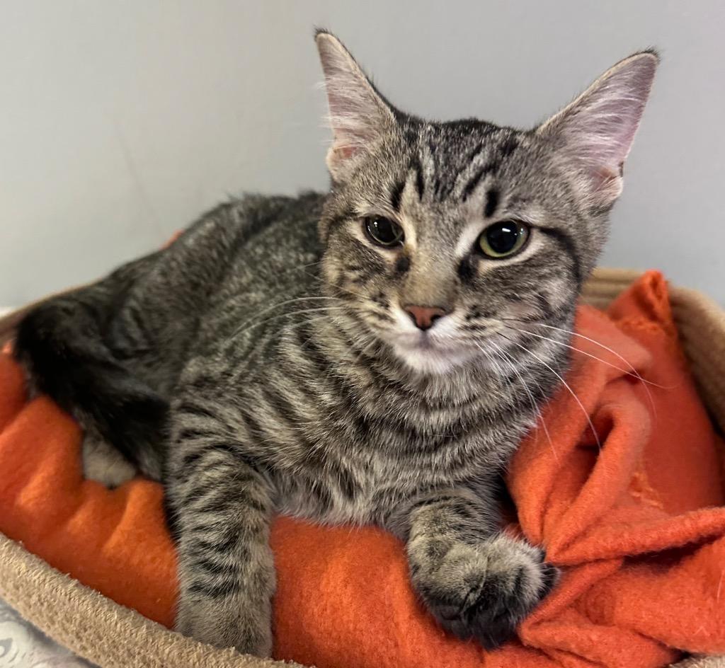 Enlarge Felicity, a Adoptable mixed breed in Waynesville, MO image 1/1