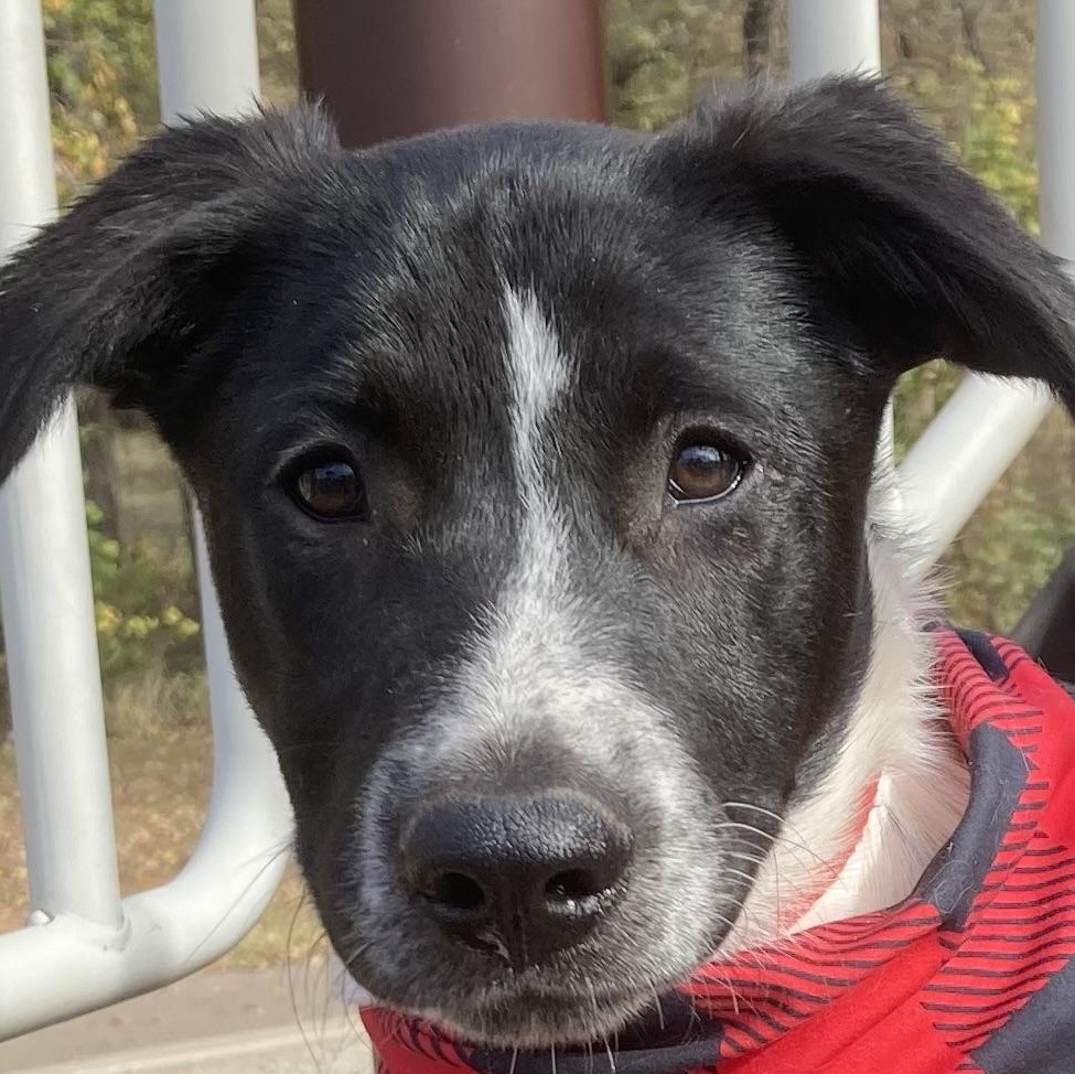 Clifford (Cliff), Adoptable, Puppy Male Border Collie & Australian Cattle Dog / Blue Heeler.