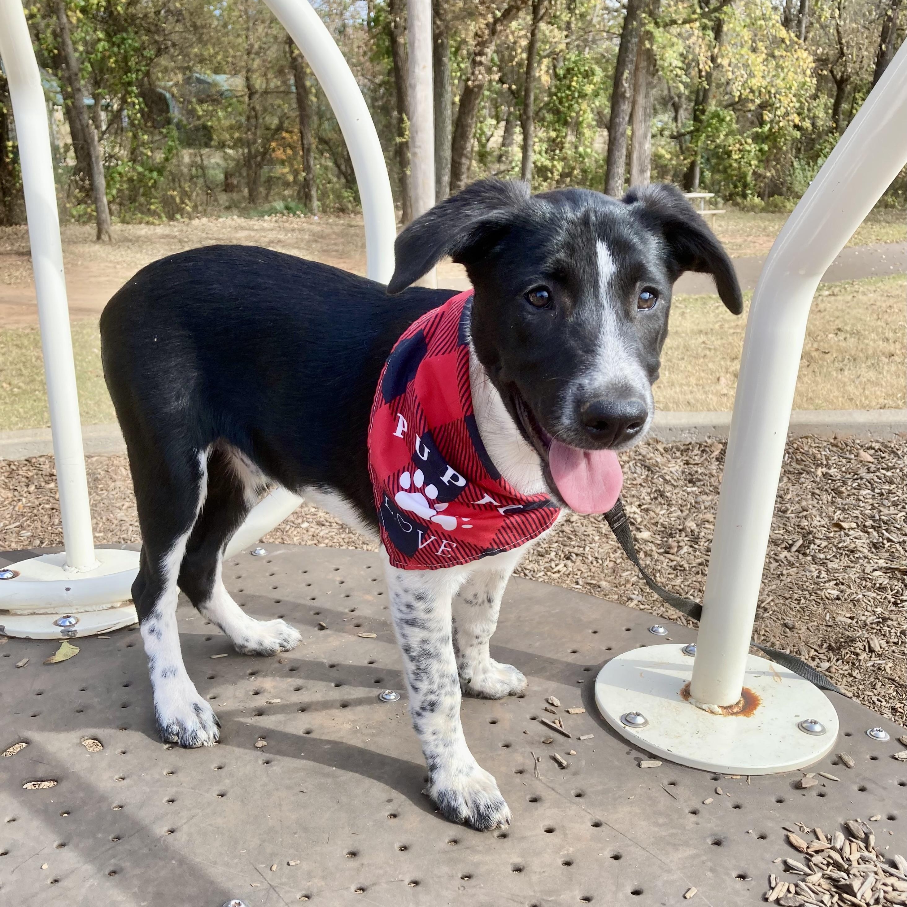 Enlarge Clifford (Cliff), a Adoptable mixed breed in Noble, OK image 4/6