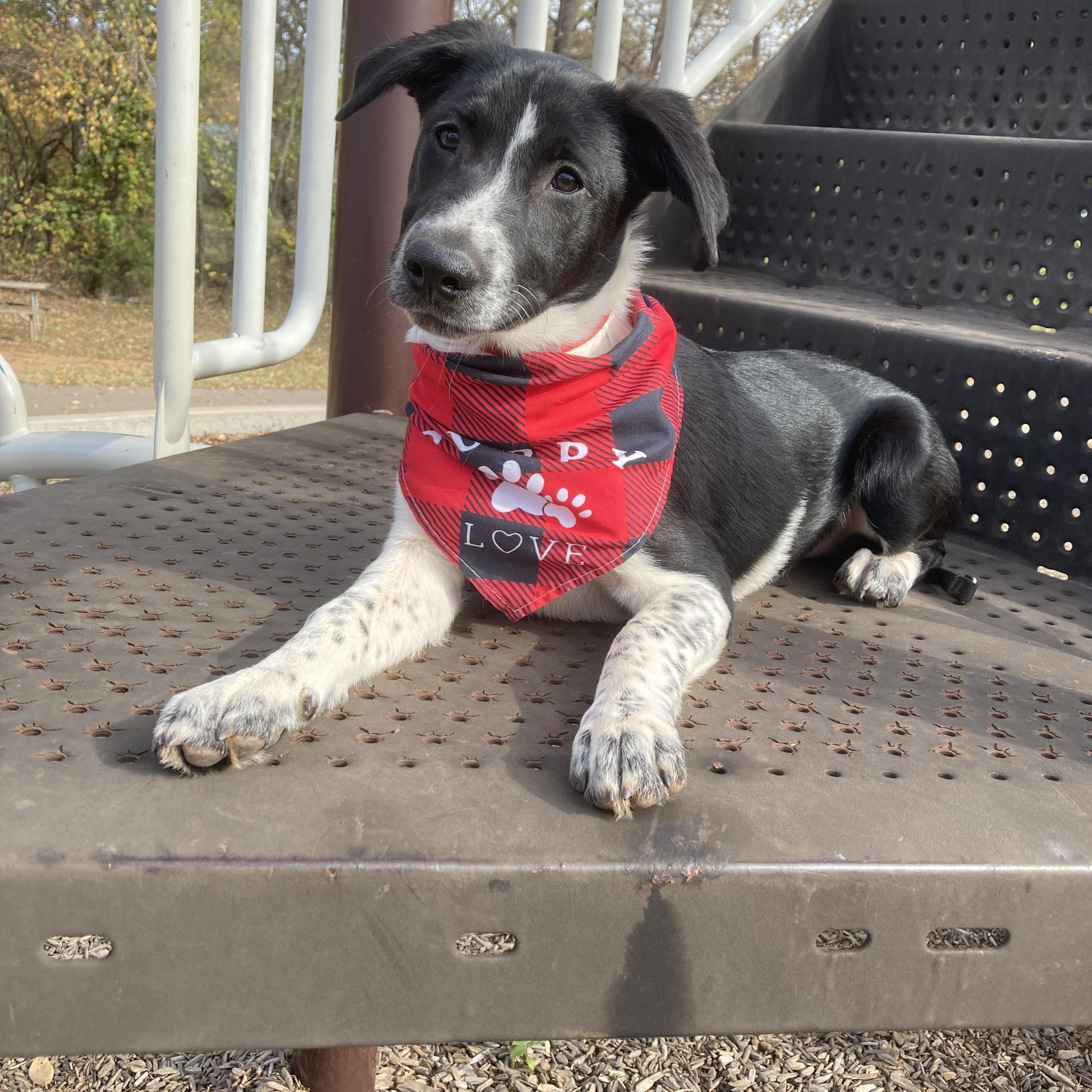 Enlarge Clifford (Cliff), a Adoptable mixed breed in Noble, OK image 5/6