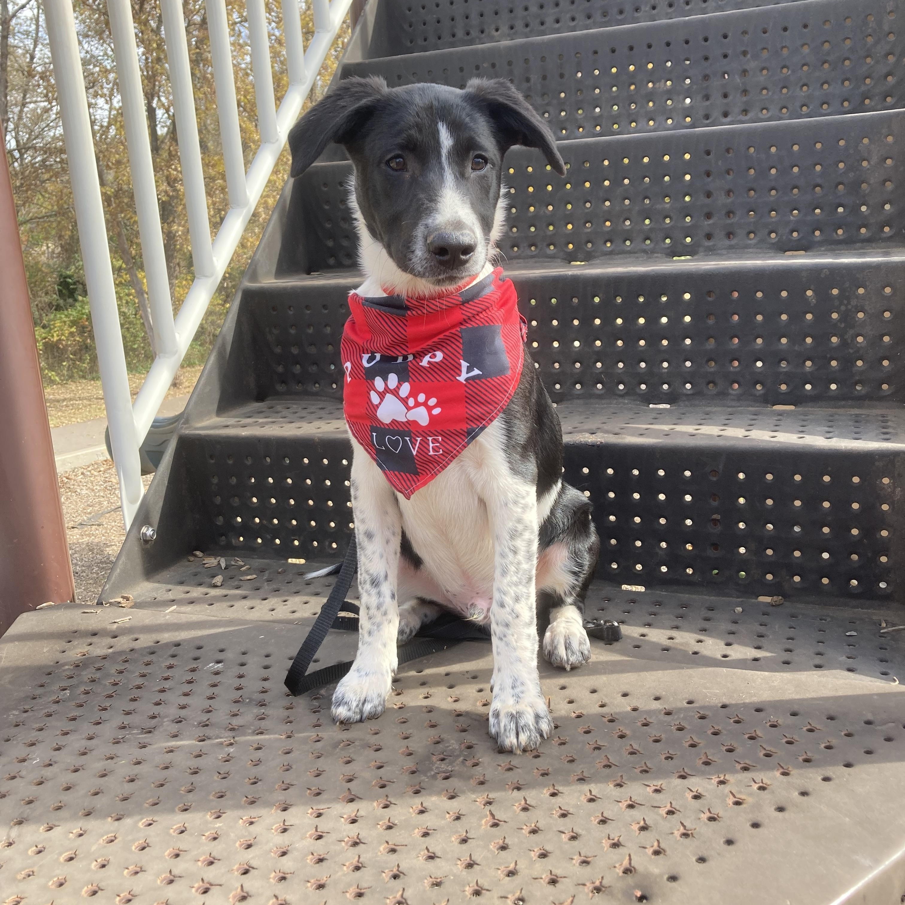 Enlarge Clifford (Cliff), a Adoptable mixed breed in Noble, OK image 2/6