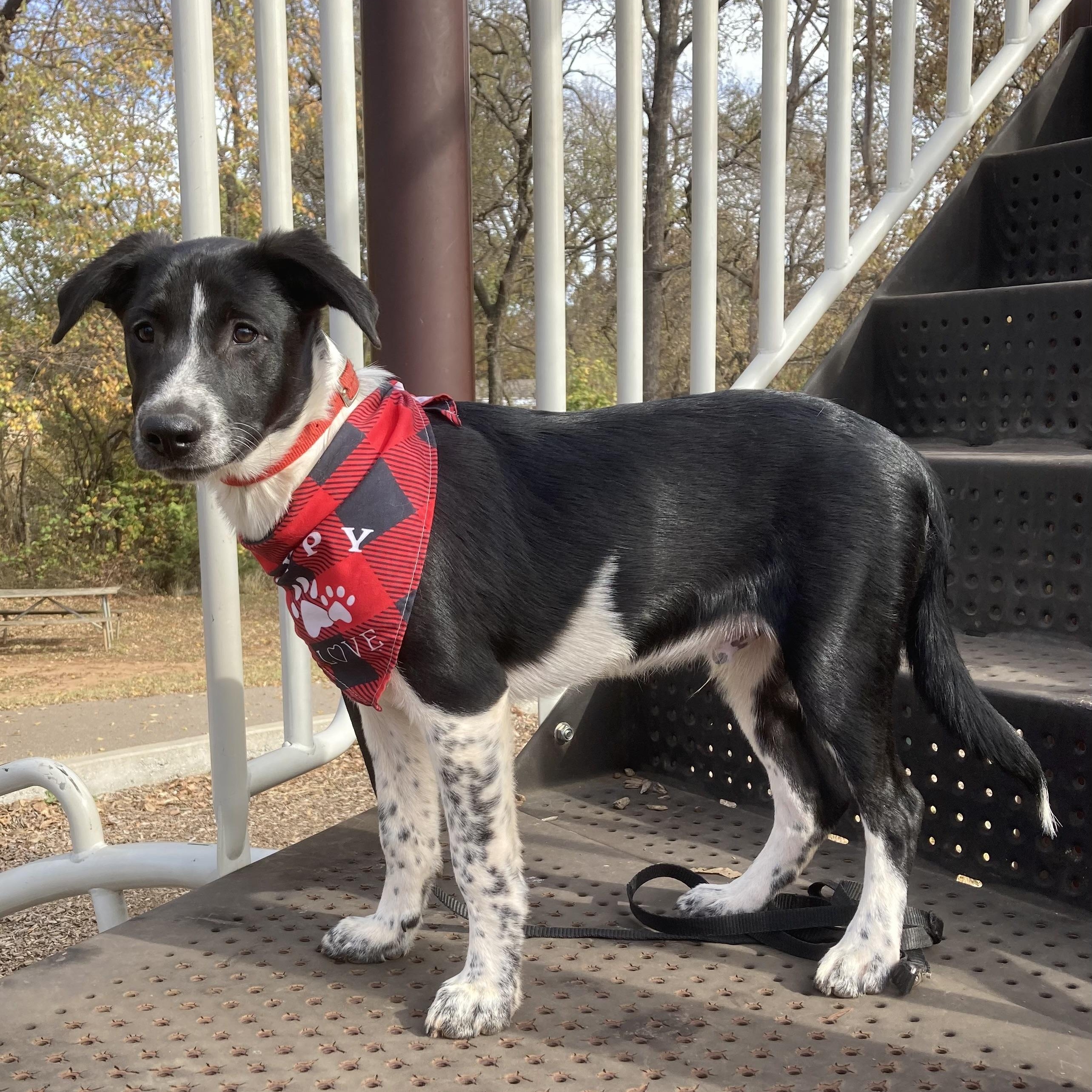 Enlarge Clifford (Cliff), a Adoptable mixed breed in Noble, OK image 6/6