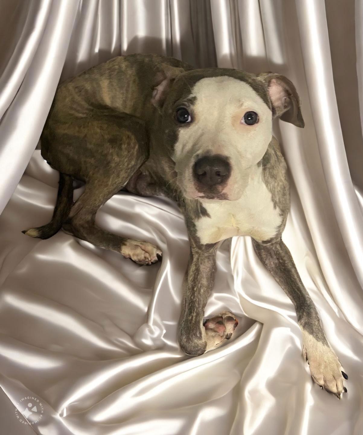 Enlarge Precious, a Adopted American Bulldog in Margate, FL image 2/3