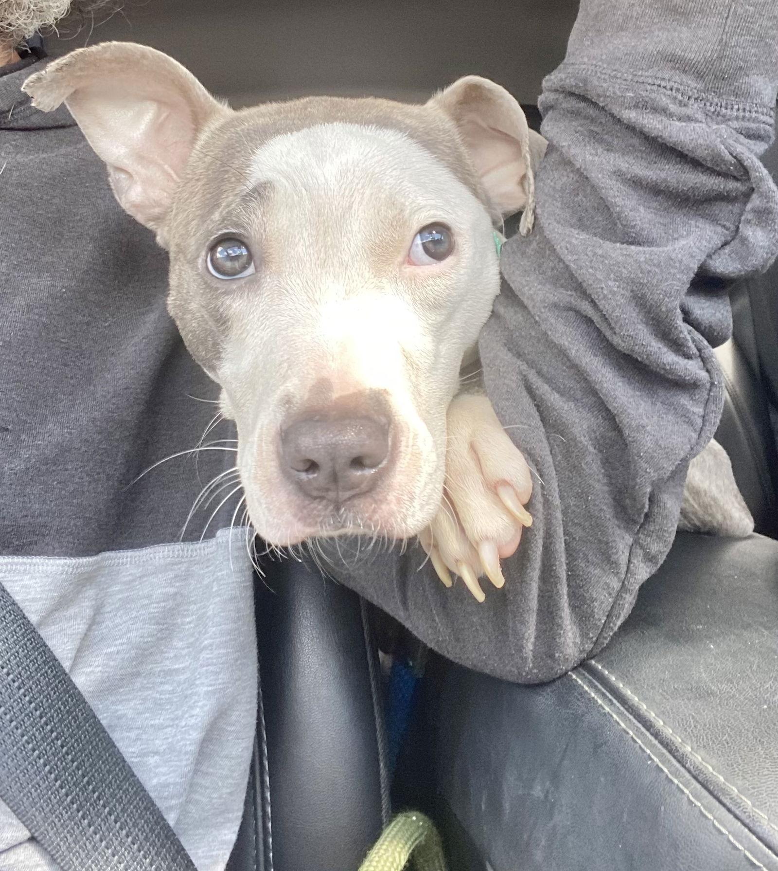 Enlarge Precious, a Adopted American Bulldog in Margate, FL image 3/3