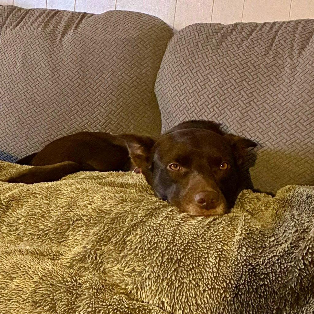 Loki, Adoptable, Adult Male Australian Kelpie & Terrier.