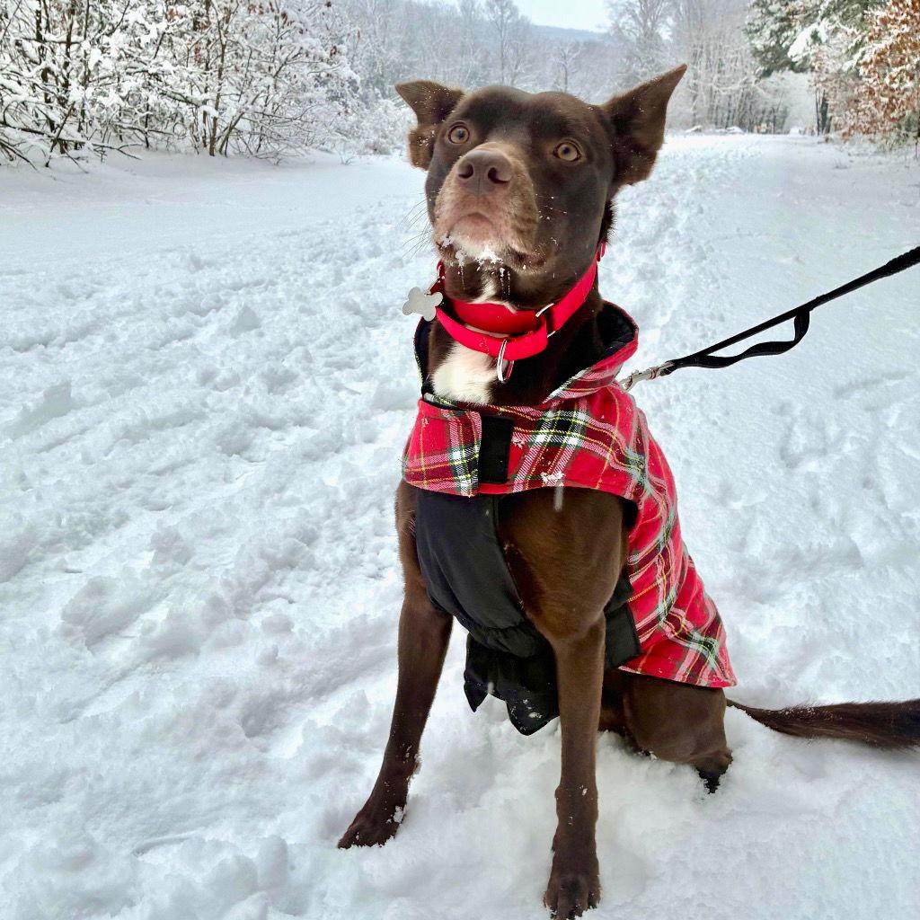 Loki, a Adoptable mixed breed in Bloomfield, CT image 1/3