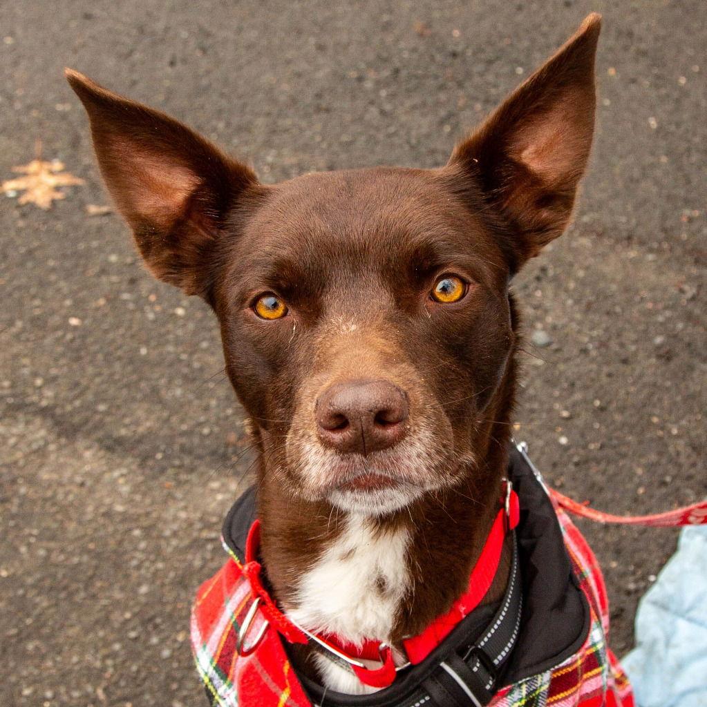 Enlarge Loki, a Adoptable mixed breed in Bloomfield, CT image 1/3