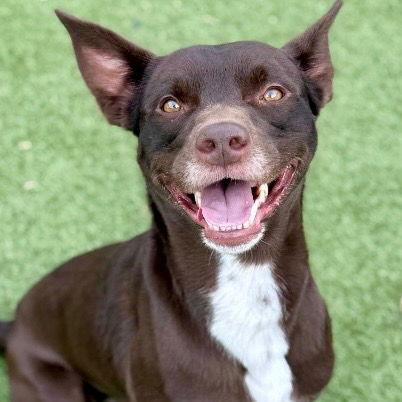 Enlarge Loki, a Adoptable mixed breed in Bloomfield, CT image 2/3