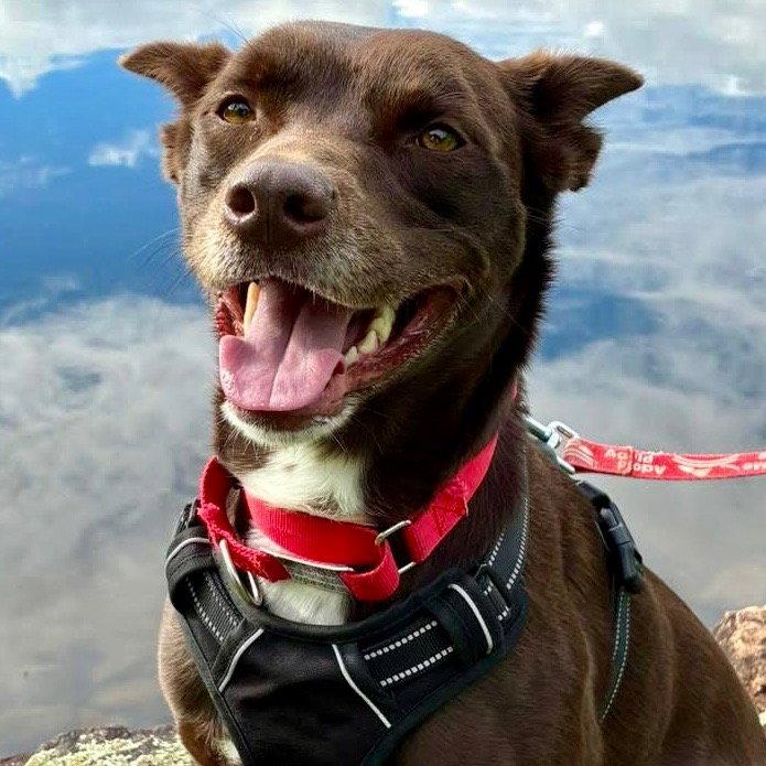 Loki, a Adoptable mixed breed in Bloomfield, CT image 2/3