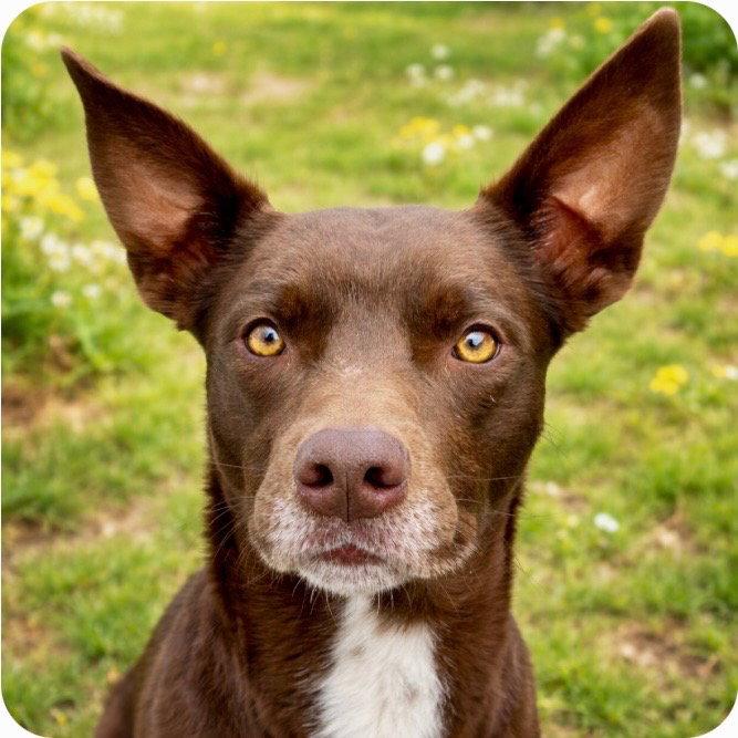 Enlarge Loki, a Adoptable mixed breed in Bloomfield, CT image 2/3