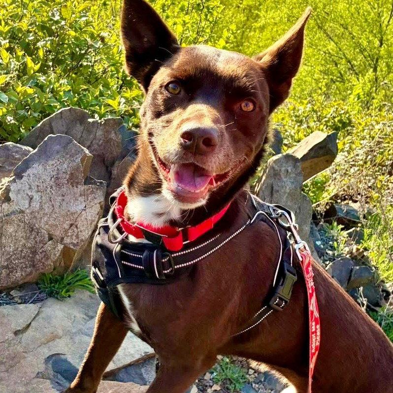 Loki, a Adoptable mixed breed in Bloomfield, CT image 3/3
