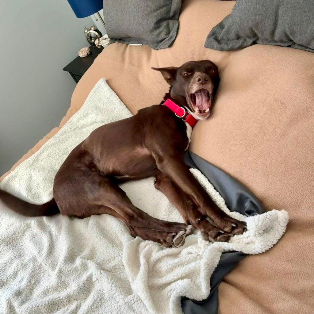 Loki, a Adoptable mixed breed in Bloomfield, CT image 3/3