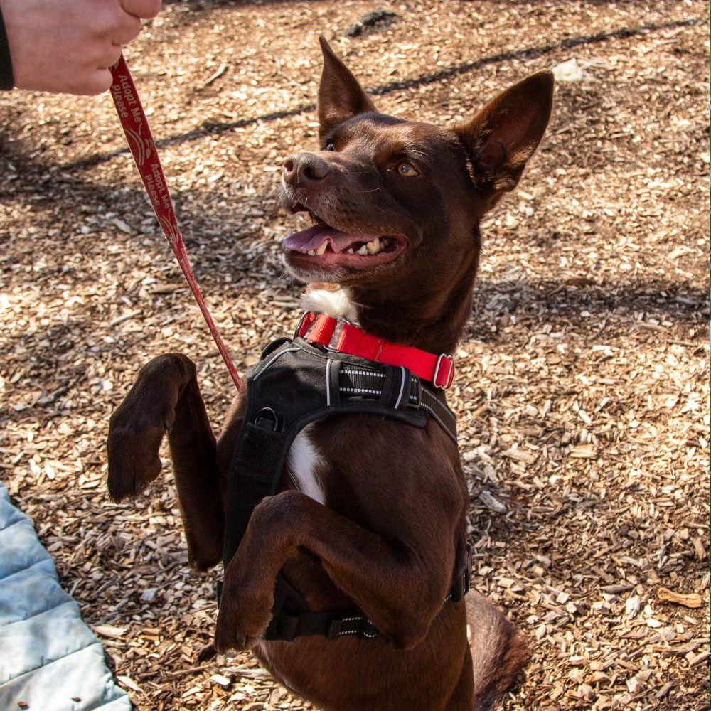 Enlarge Loki, a Adoptable mixed breed in Bloomfield, CT image 3/3