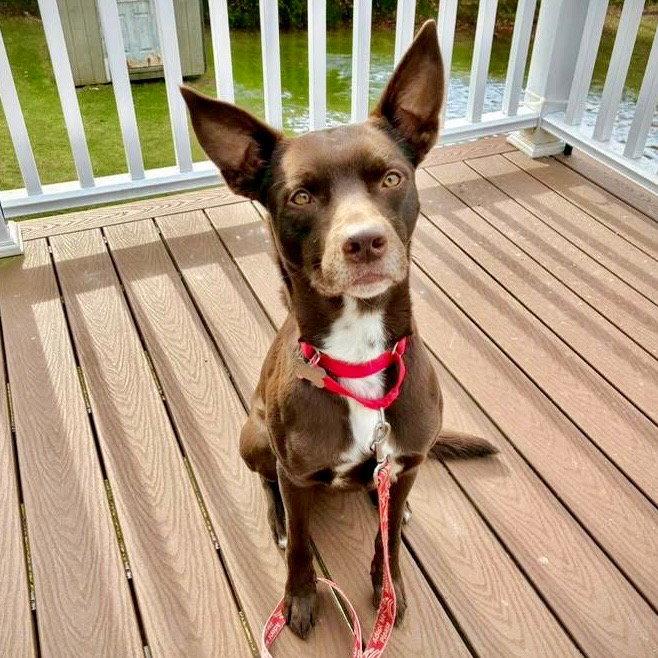 Enlarge Loki, a Adoptable mixed breed in Bloomfield, CT image 3/3