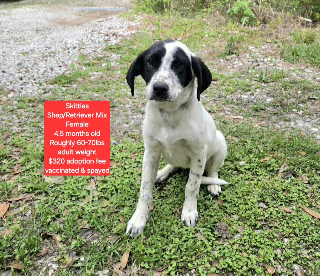 Enlarge Skittles , a ADOPTABLE mixed breed in Oviedo, FL image 1/1