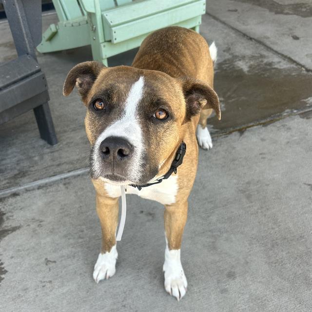 RESES, Adoptable, Adult Female Boxer & Pit Bull Terrier.