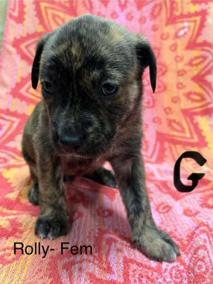 Enlarge Rolly, a Adoptable mixed breed in Maumee, OH image 1/1