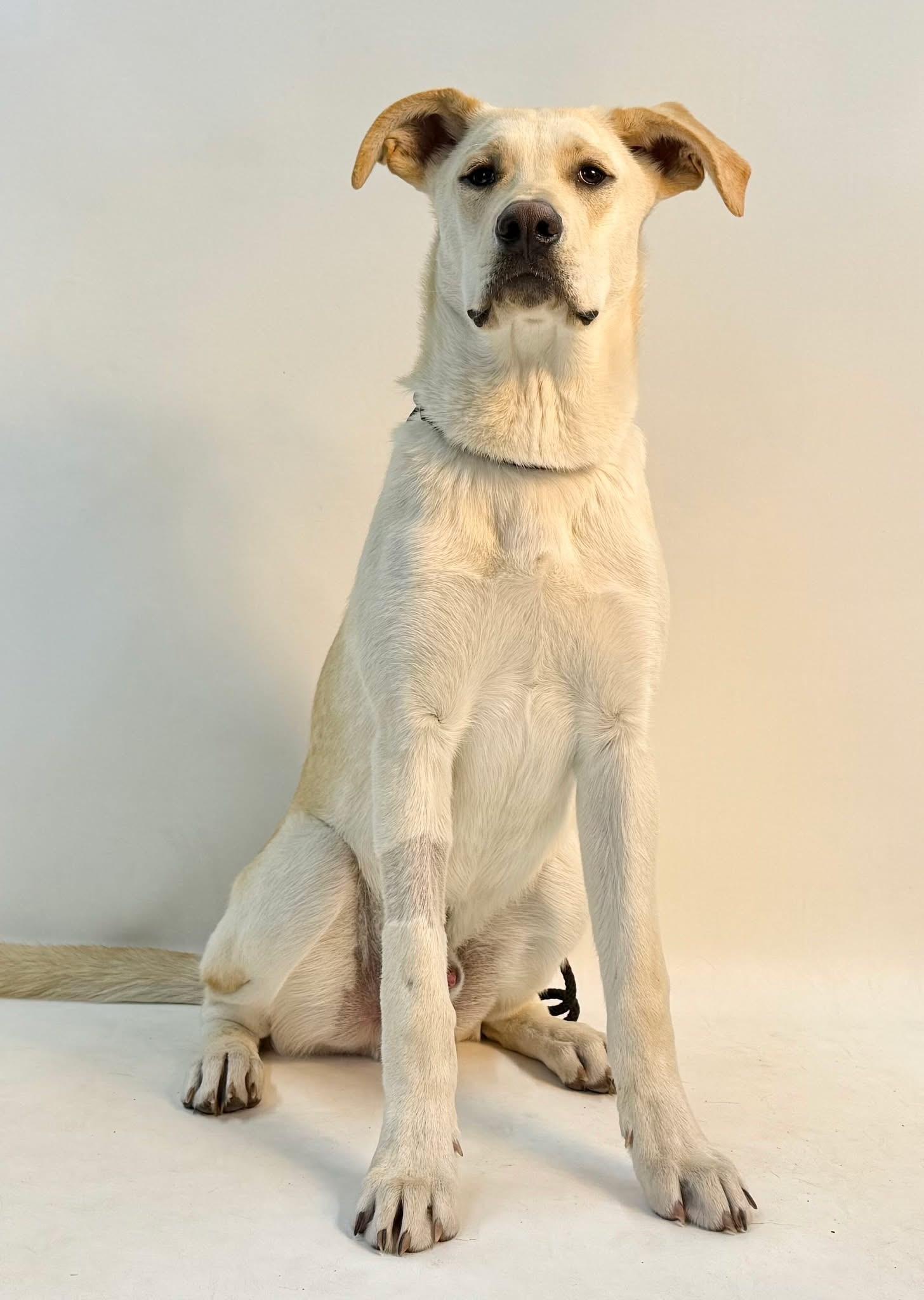 Lennon and McCartney, an adoptable Yellow Labrador Retriever in Wilsall, MT, 59086 | Photo Image 3