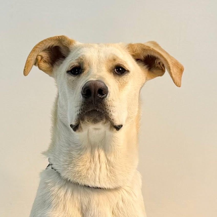 Enlarge Lennon and McCartney, a Adoptable mixed breed in Wilsall, MT image 2/3
