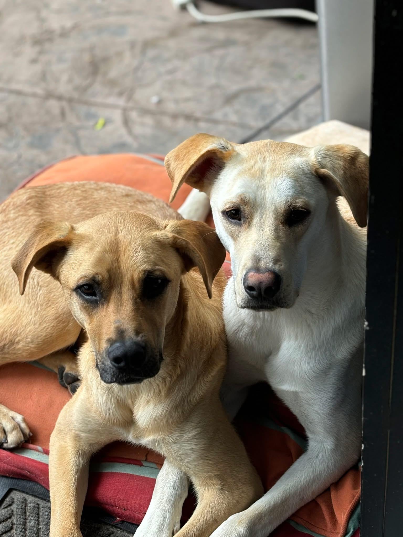 Lennon and McCartney, an adoptable Yellow Labrador Retriever in Wilsall, MT, 59086 | Photo Image 1