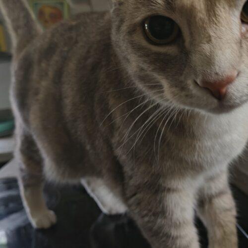 Brandy photo