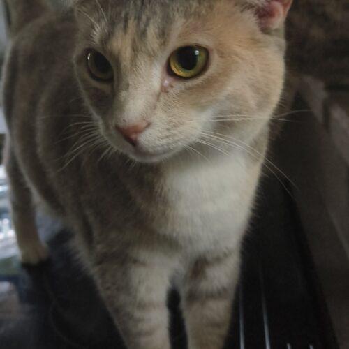 Enlarge Brandy, a Adoptable Domestic Short Hair in Newton, NC image 2/3