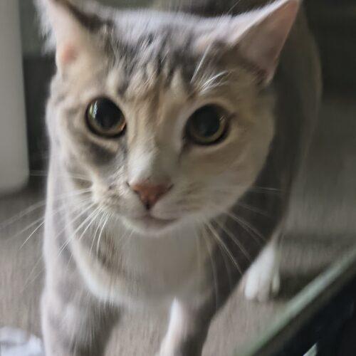 Enlarge Brandy, a Adoptable Domestic Short Hair in Newton, NC image 3/3