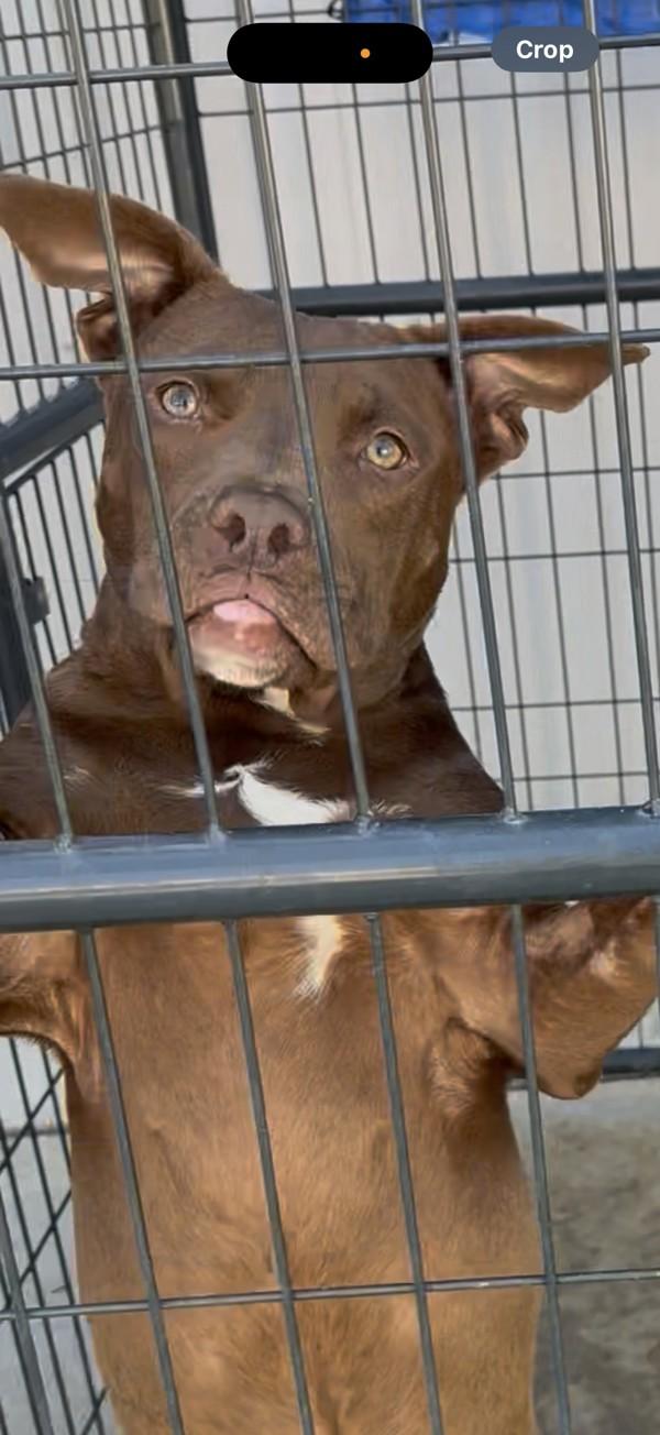 Cody, Adoptable, Young Male American Staffordshire Terrier.