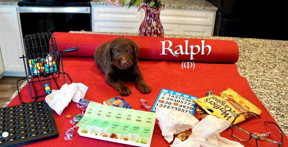 Ralph (Mildred's Litter), Adoptable, Puppy Male Labrador Retriever & Hound.