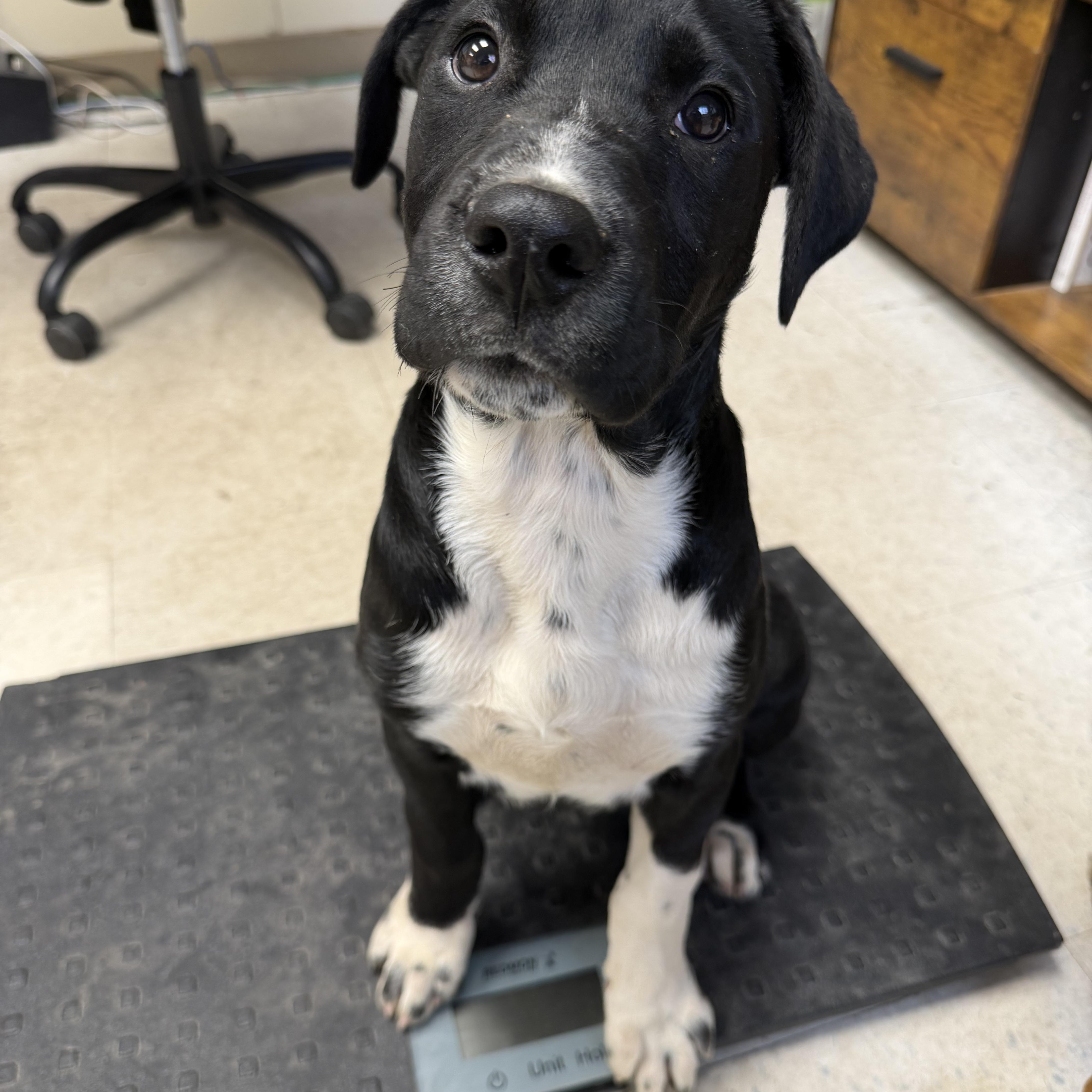 Moose, ADOPTABLE, Young Male Labrador Retriever.