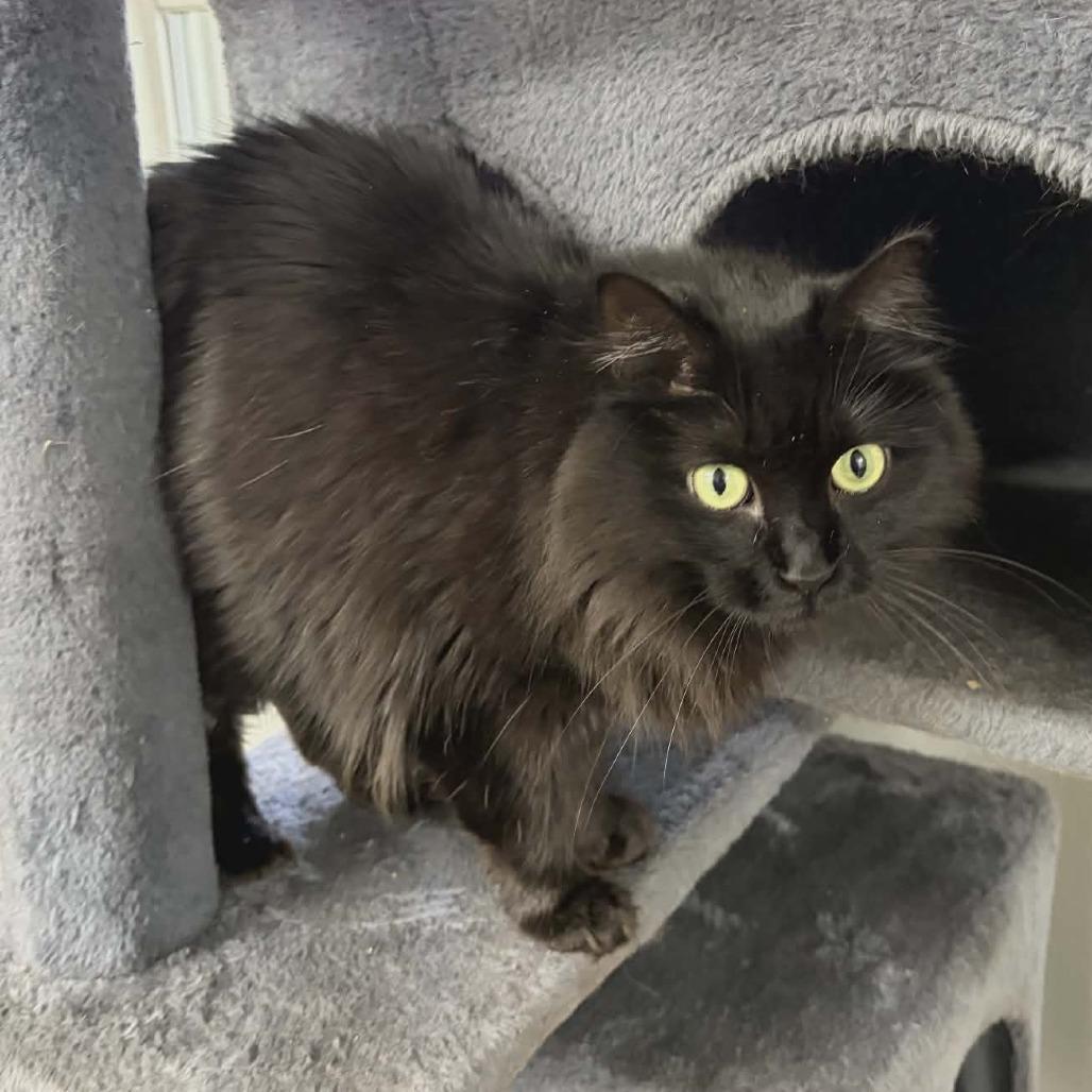 Enlarge Gypsy, a Adoptable Domestic Long Hair in Greenville, PA image 1/3
