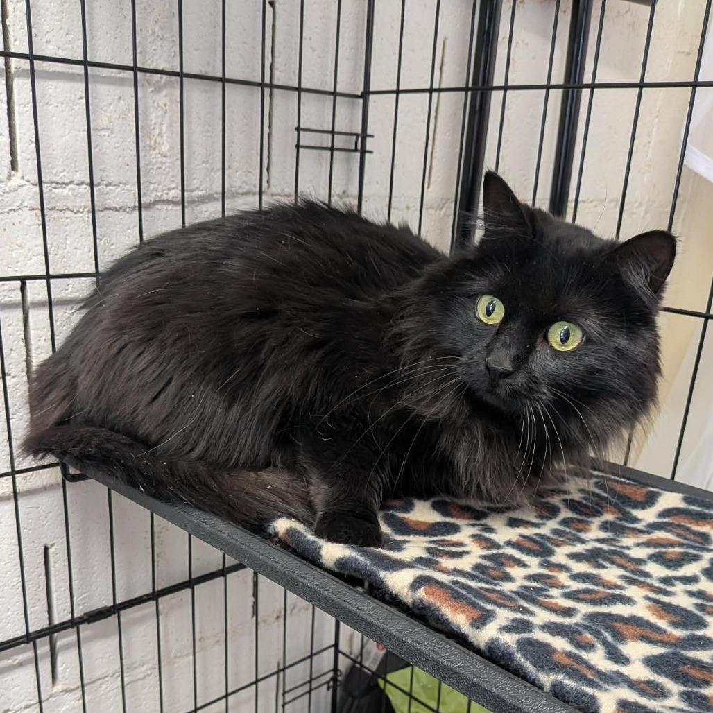 Gypsy, Adoptable, Adult Female Domestic Long Hair.